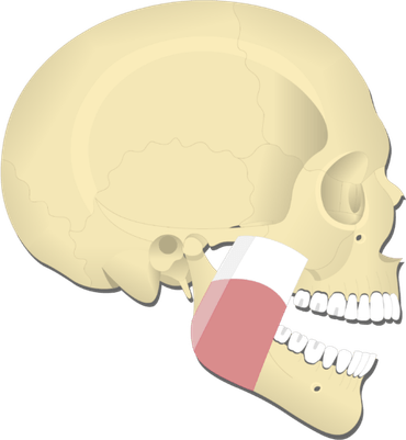 Jaw PNG