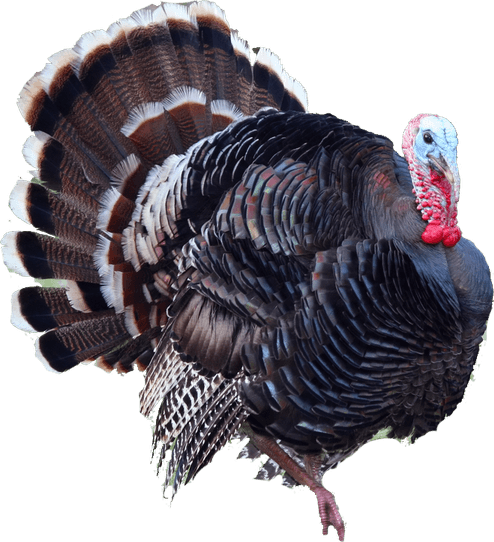 Turkeys PNG