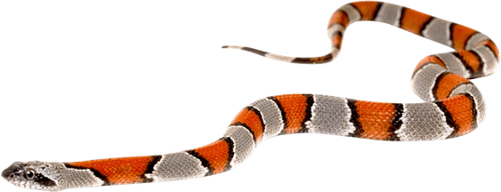 Anilius PNG