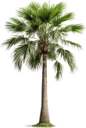 Florida Palm Tree PNG
