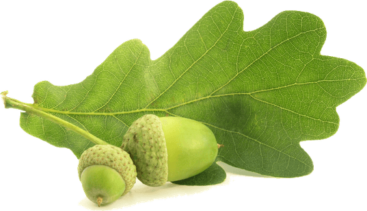Acorn Oak PNG