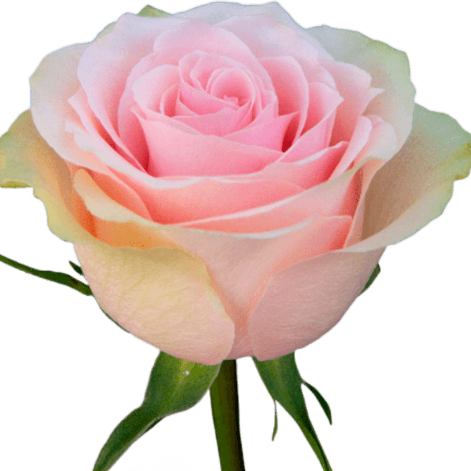 Light Pink Rose PNG