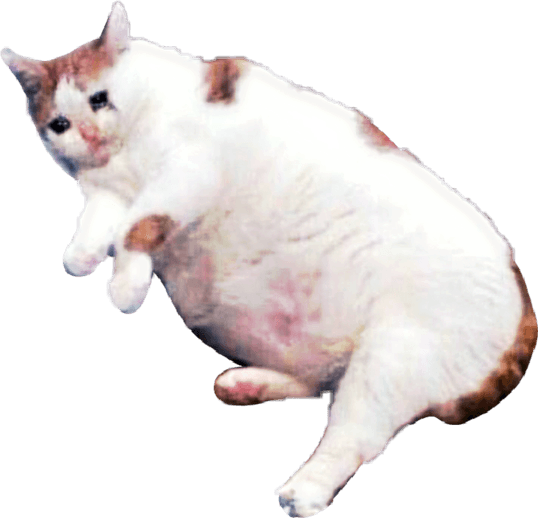 Sad Cat Meme PNG
