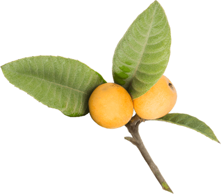 Loquat PNG