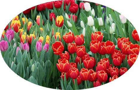 Flower Garden PNG