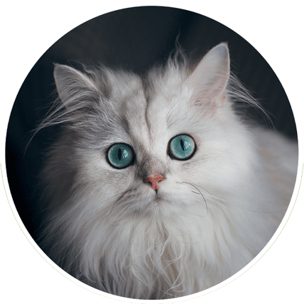 White Cat Blue Eyes PNG
