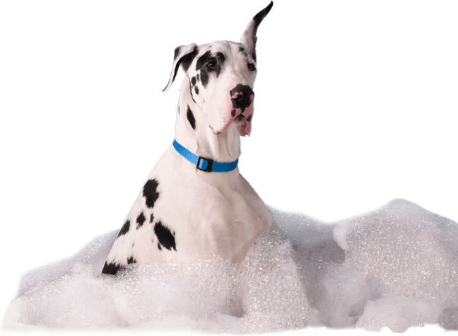 Bath Dog PNG