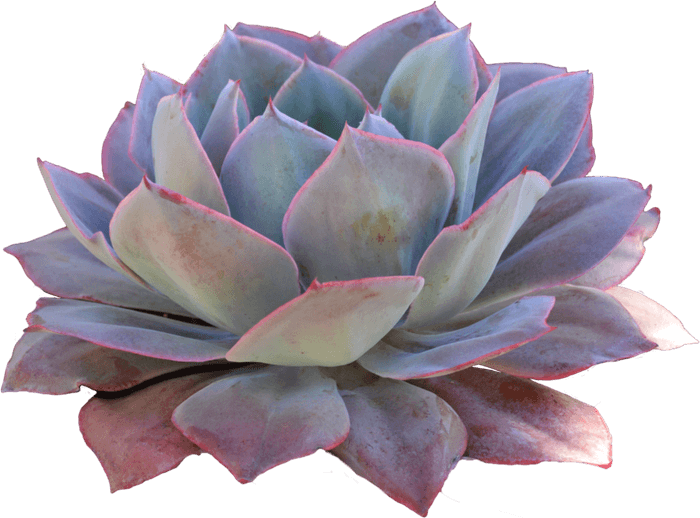 Succulent PNG