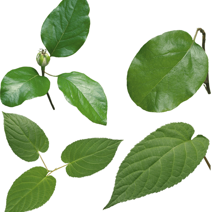Green Leaves PNG