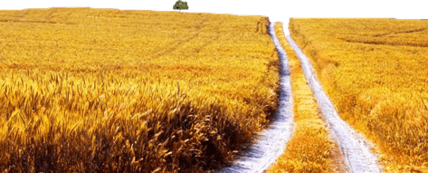 Wheat Field PNG