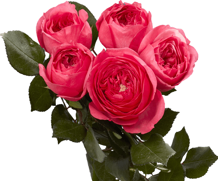 Deep Pink Rose PNG