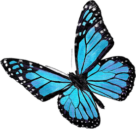 Blue Butterfly PNG