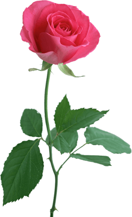 Pink PNG