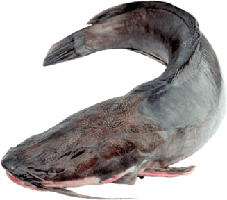 Catfish PNG