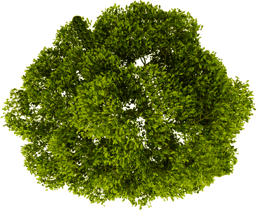 Plan View Tree PNG