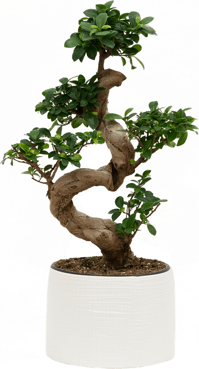 Ironwood Tree PNG