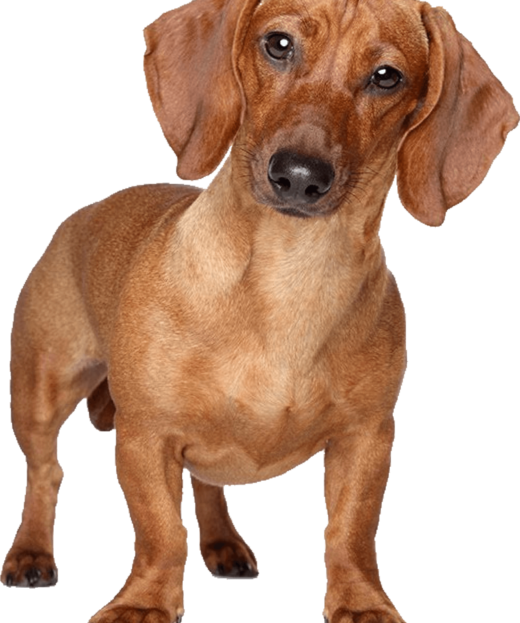 Dachshund PNG