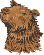 Capybara PNG
