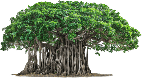 Aerial Tree PNG