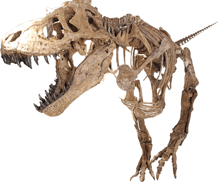 Dinosaur Skull PNG