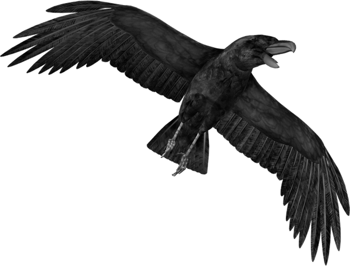 Hooded Crow PNG