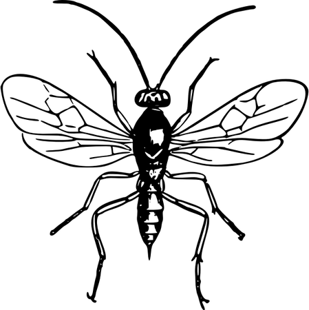 Fly Insect PNG
