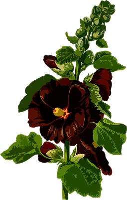 Hollyhock Flower PNG