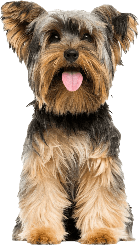 Yorkshire Terrier PNG