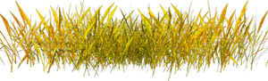 Autumn Grass PNG