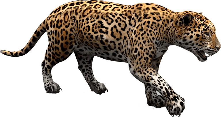 Jaguar Animal PNG