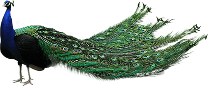 Peacock PNG