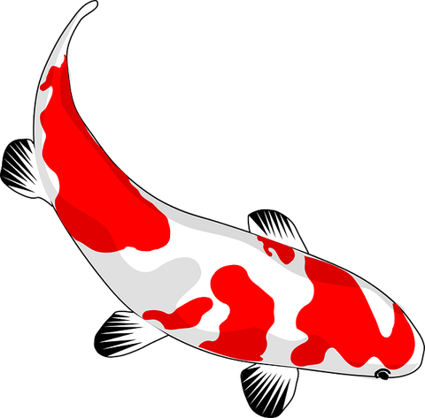 Koi Fish PNG