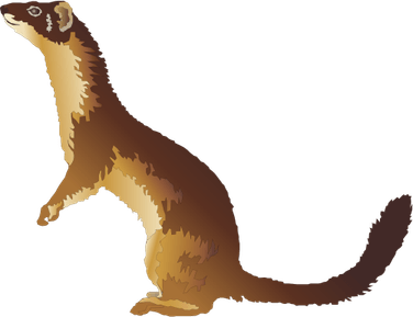 Weasels PNG