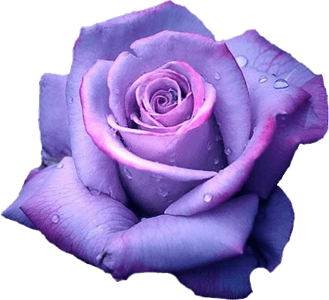 Purple Rose PNG