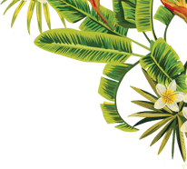 Palm Leaf PNG