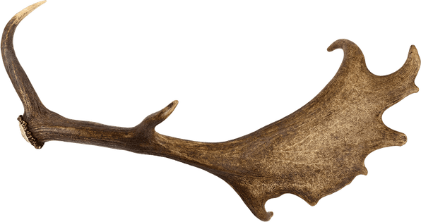Deer Antlers PNG