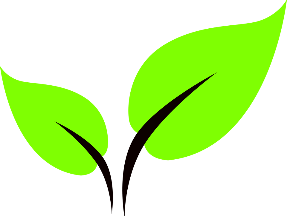 Green Leaf PNG