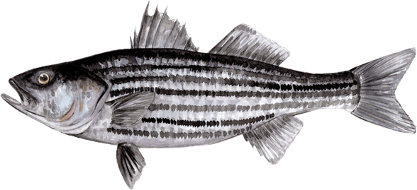 Striper Fish PNG