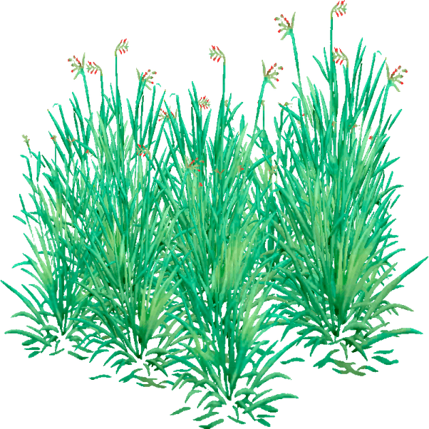 Buffalo Grass PNG