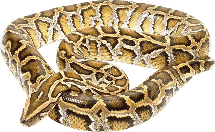 Anilius PNG