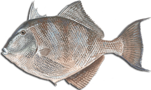 Trigger Fish PNG