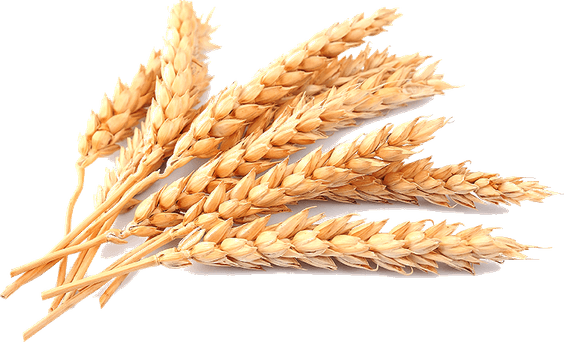 Wheat PNG