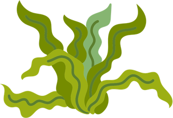Algas PNG