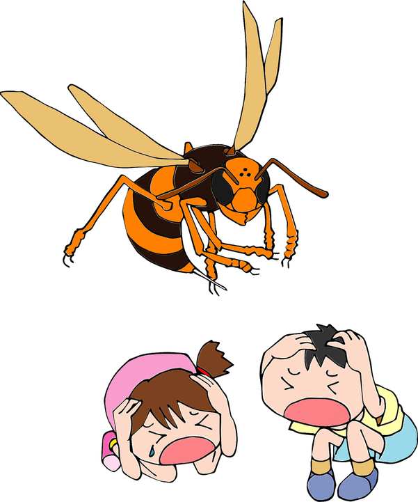 Wasp Insect PNG