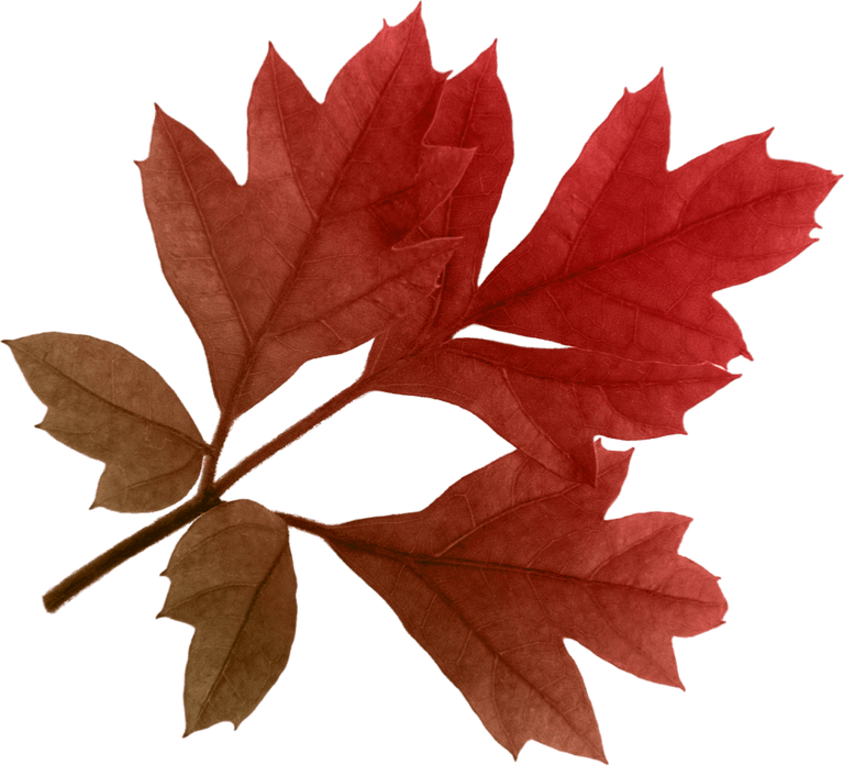 Fall Leaf PNG