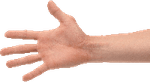 Arms PNG