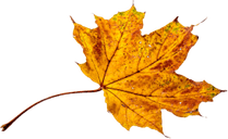 Fall Leaf PNG