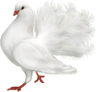 Dove Bird PNG