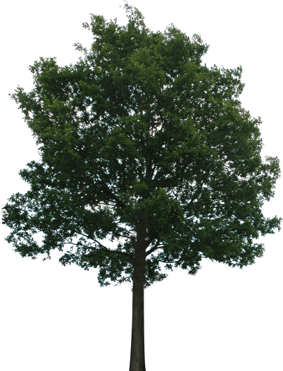 Green Tree PNG
