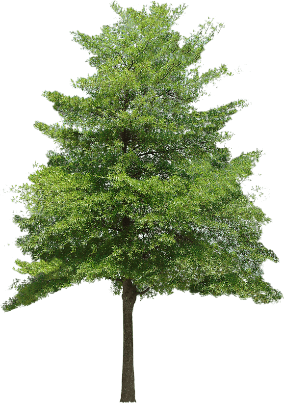 Street Tree PNG